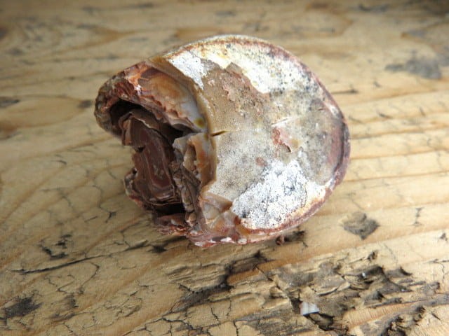 agat rzeczny Brazylia