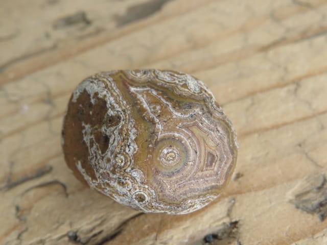 agat rzeczny Brazylia