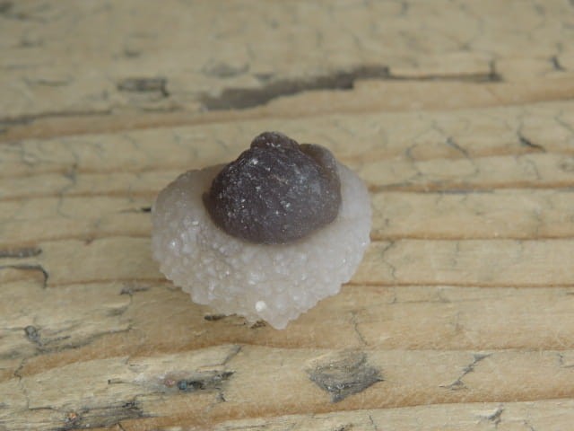 chalcedon Maroko - konkrecja