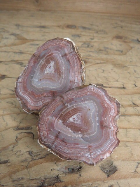 agat rzeczny Brazylia