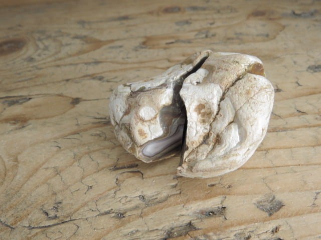 agat rzeczny Brazylia