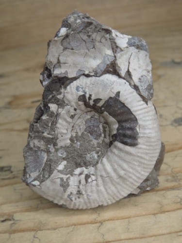 amonit Asphinctites tenuiplicatus * Polska