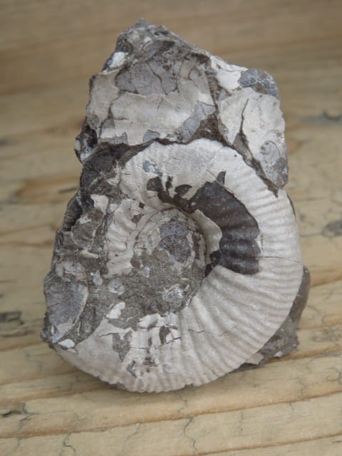 amonit Asphinctites tenuiplicatus * Polska