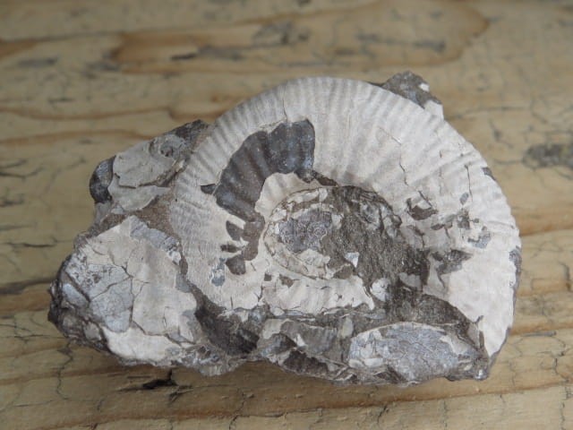 amonit Asphinctites tenuiplicatus * Polska