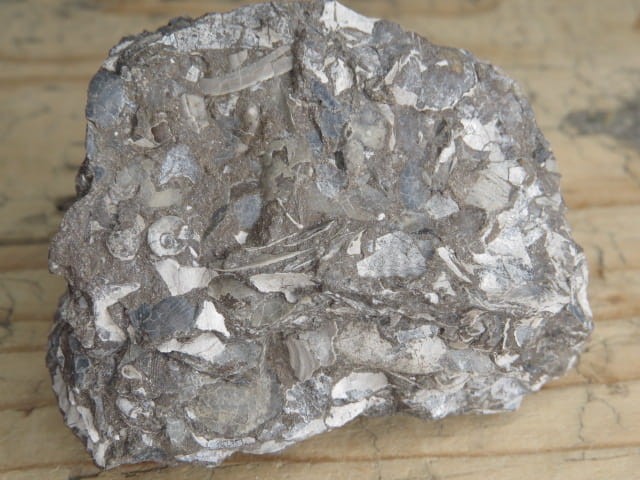 amonit Asphinctites tenuiplicatus * Polska