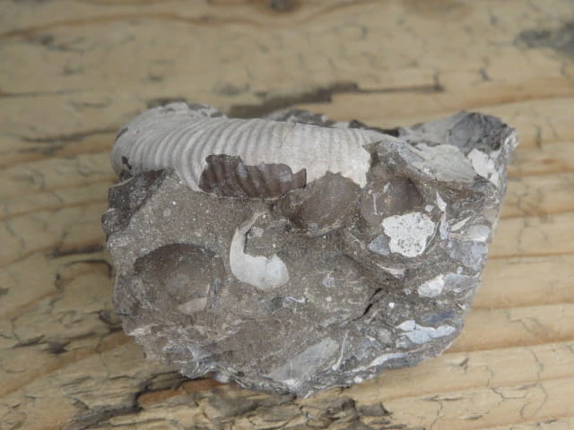 amonit Asphinctites tenuiplicatus * Polska