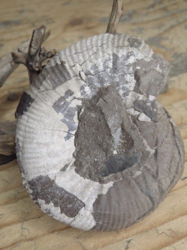 amonit Asphinctites tenuiplicatus * Polska