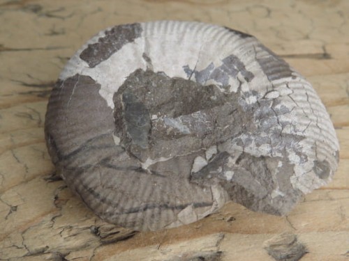 amonit Asphinctites tenuiplicatus * Polska