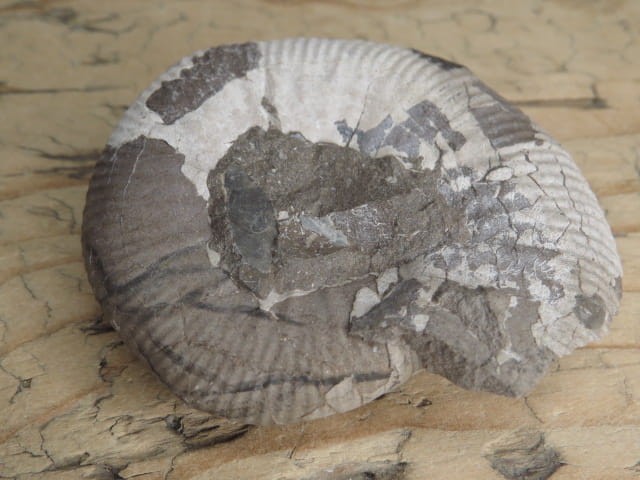 amonit Asphinctites tenuiplicatus * Polska