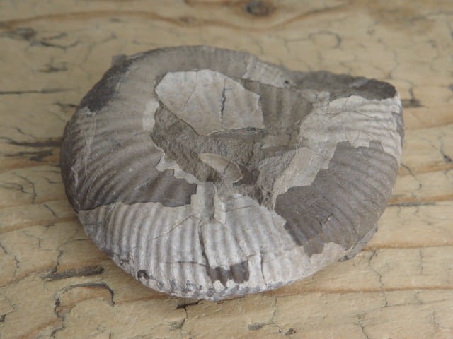 amonit Asphinctites tenuiplicatus * Polska
