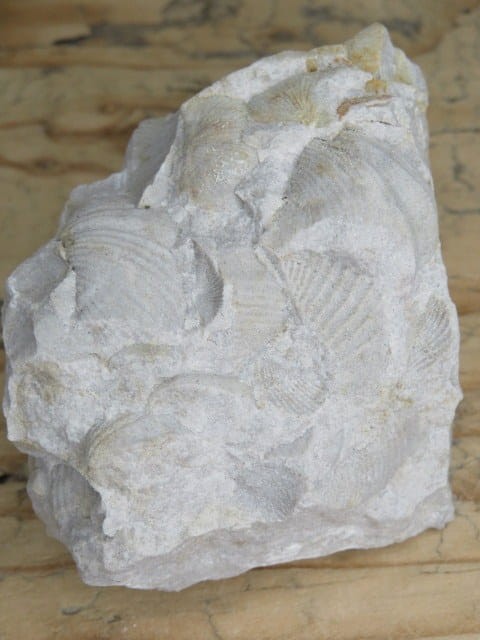 piaskowiec spiriferowy * Polska * dewon