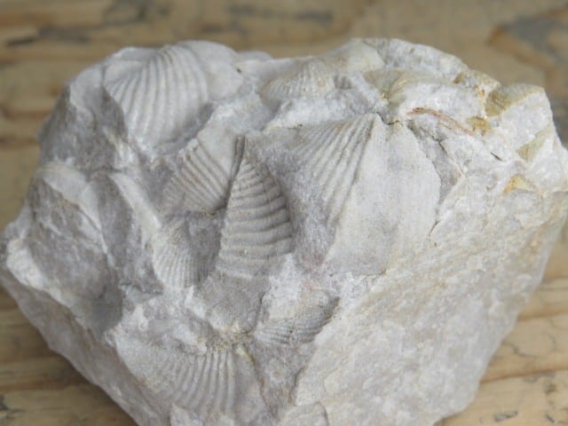 piaskowiec spiriferowy * Polska * dewon