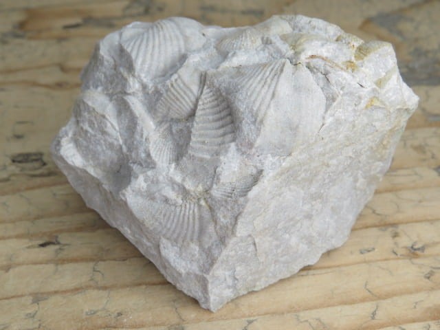 piaskowiec spiriferowy * Polska * dewon