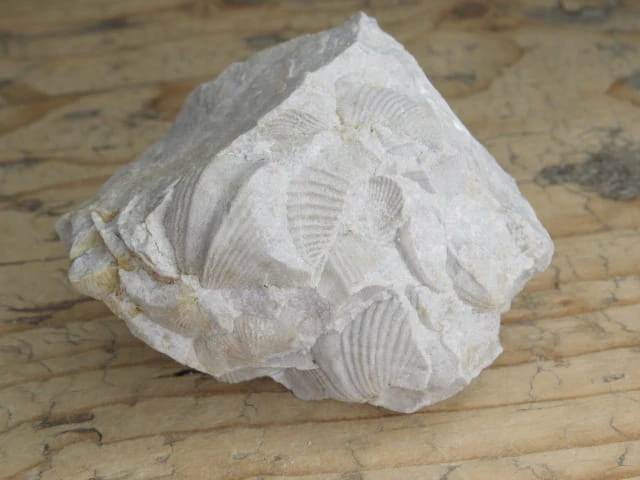 piaskowiec spiriferowy * Polska * dewon