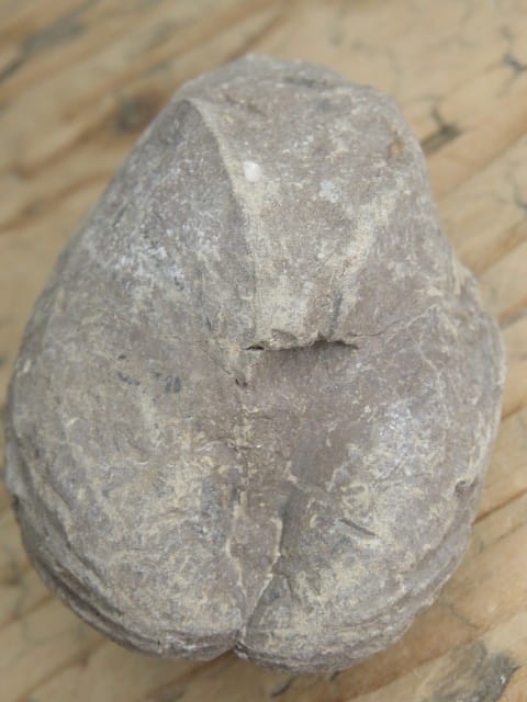 MAŁŻ Pholadomya sp.