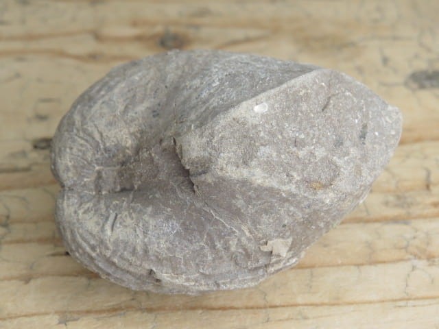 MAŁŻ Pholadomya sp.