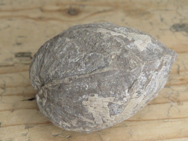 MAŁŻ Pholadomya sp.