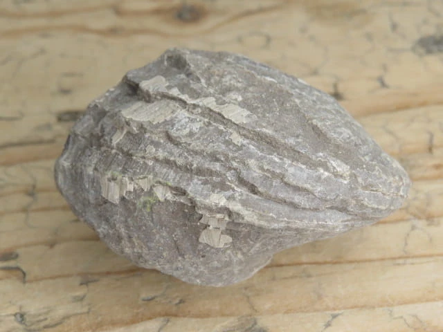 MAŁŻ Pholadomya sp.