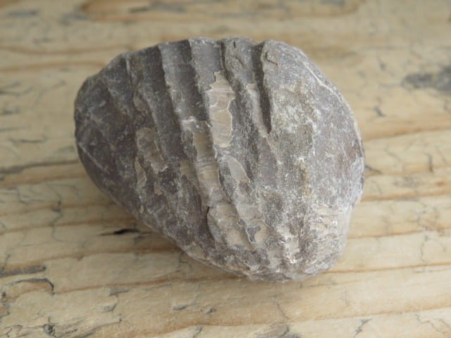 MAŁŻ Pholadomya sp.