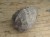 MAŁŻ Pholadomya sp.