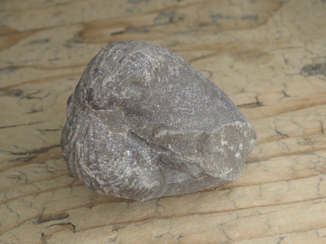 MAŁŻ Pholadomya sp.