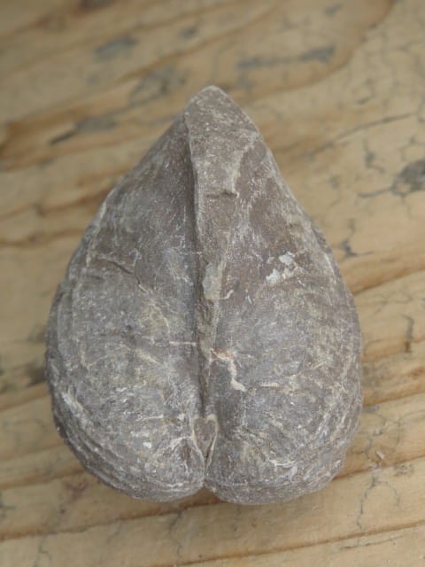 MAŁŻ Pholadomya sp.