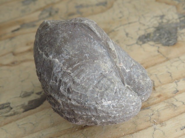 MAŁŻ Pholadomya sp.
