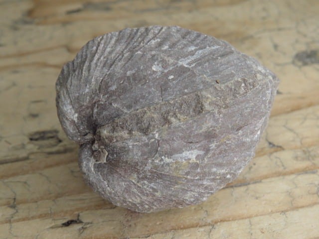 MAŁŻ Pholadomya sp.