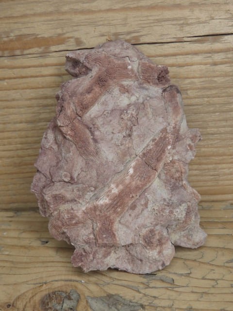 Rugosa sp. i Thamnopora sp. - koralowce * Kowala Polska