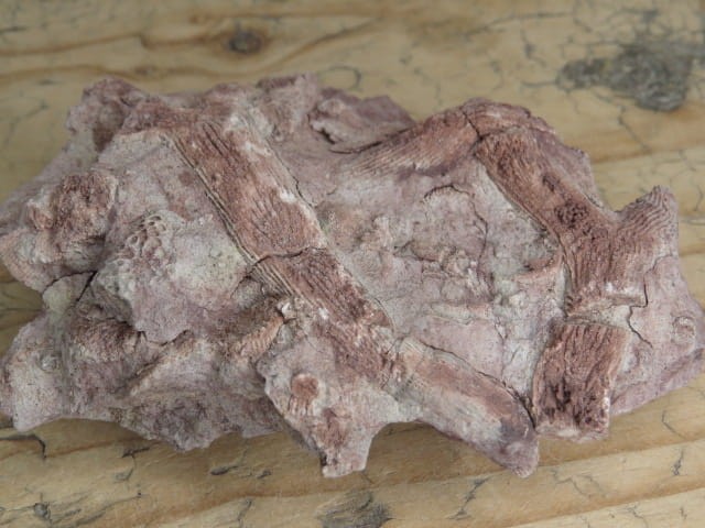 Rugosa sp. i Thamnopora sp. - koralowce * Kowala Polska