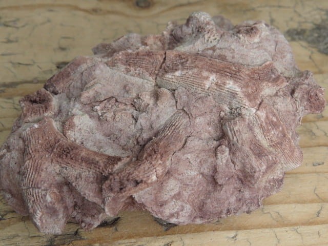 Rugosa sp. i Thamnopora sp. - koralowce * Kowala Polska