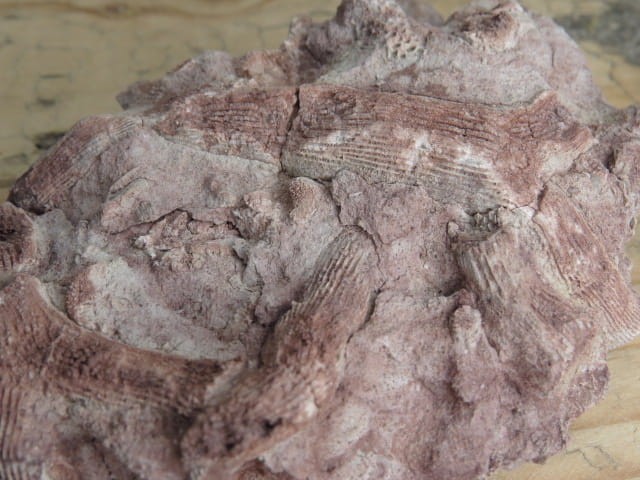 Rugosa sp. i Thamnopora sp. - koralowce * Kowala Polska