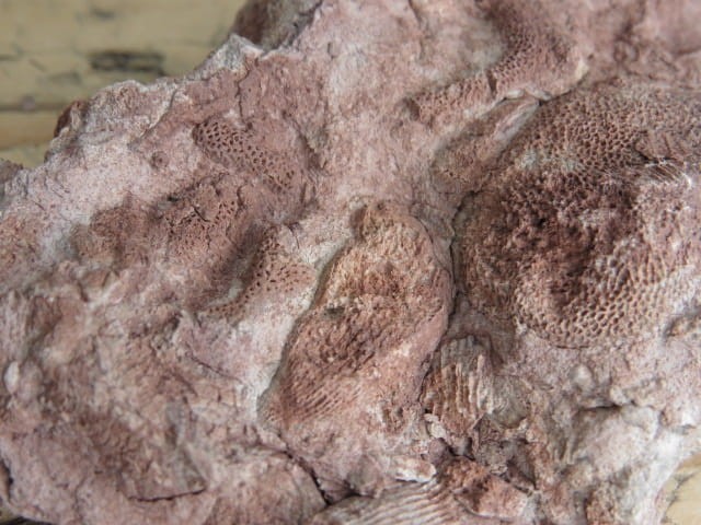 Rugosa sp. i Thamnopora sp. - koralowce * Kowala Polska