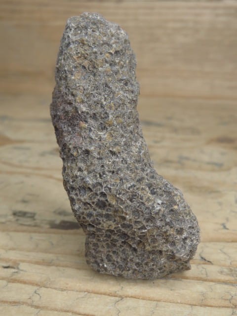 Thamnopora sp. - koralowce * Polska