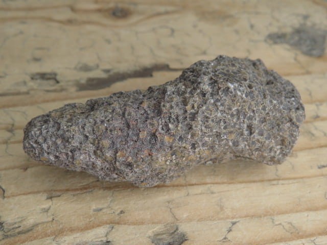 Thamnopora sp. - koralowce * Polska