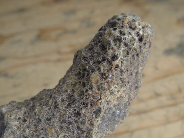 Thamnopora sp. - koralowce * Polska