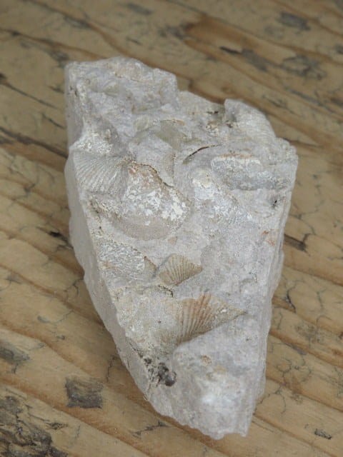 piaskowiec spiriferowy * Polska * dewon