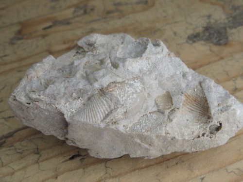 piaskowiec spiriferowy * Polska * dewon