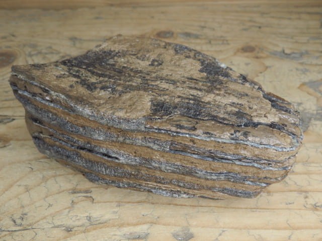 ząb mamuta - skamieniałość