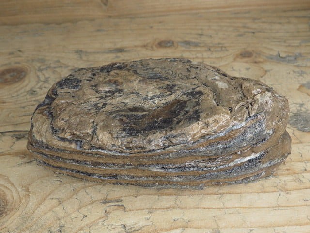 ząb mamuta - skamieniałość