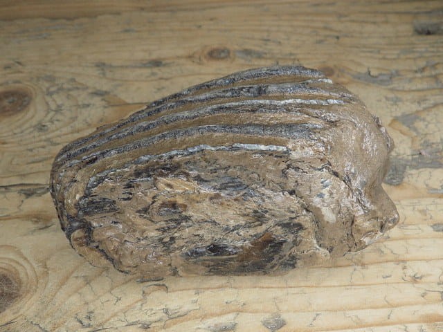 ząb mamuta - skamieniałość