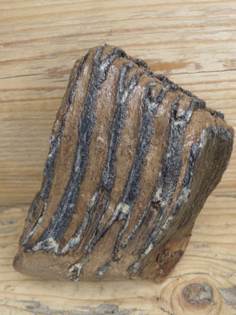 ząb mamuta - skamieniałość