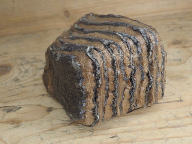 ząb mamuta - skamieniałość