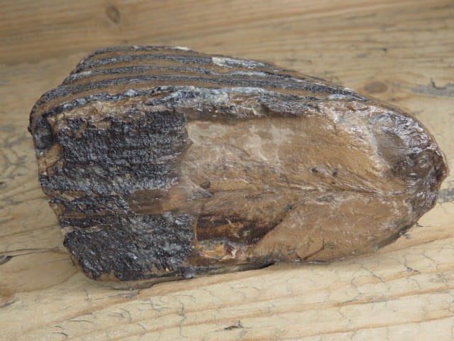 ząb mamuta - skamieniałość