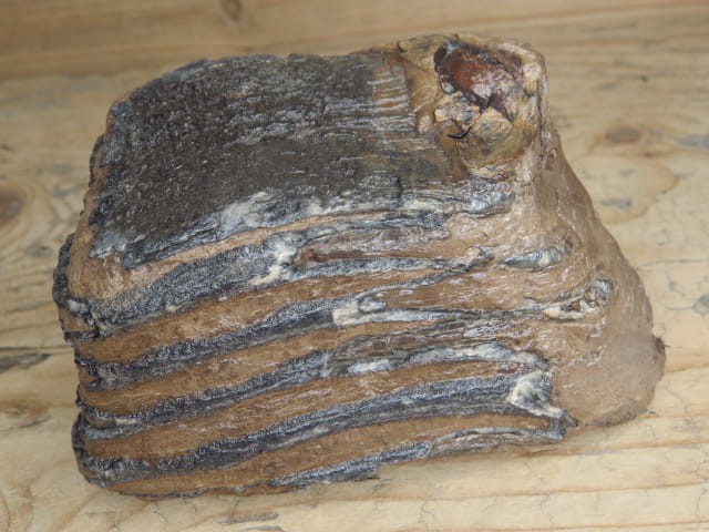 ząb mamuta - skamieniałość