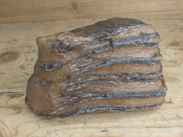 ząb mamuta - skamieniałość