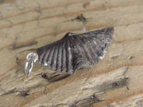 spirifer - wisiorek ze skamieniałości