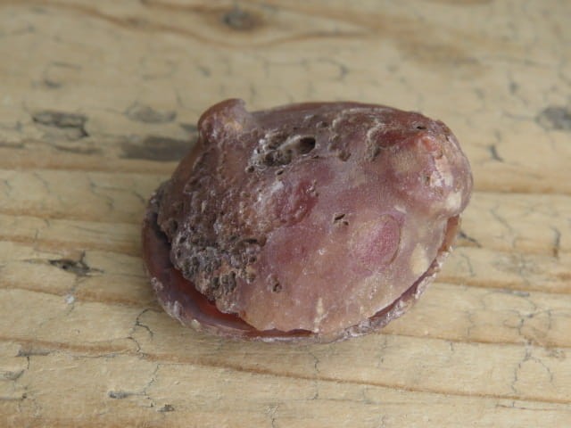 agat Malawi