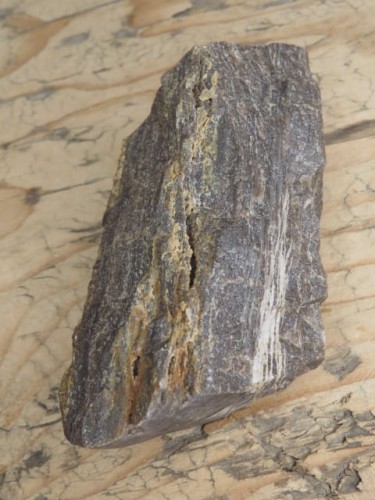 skamieniałe drewno * Polska