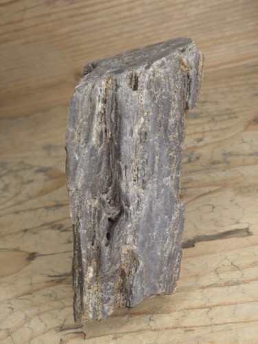 skamieniałe drewno * Polska